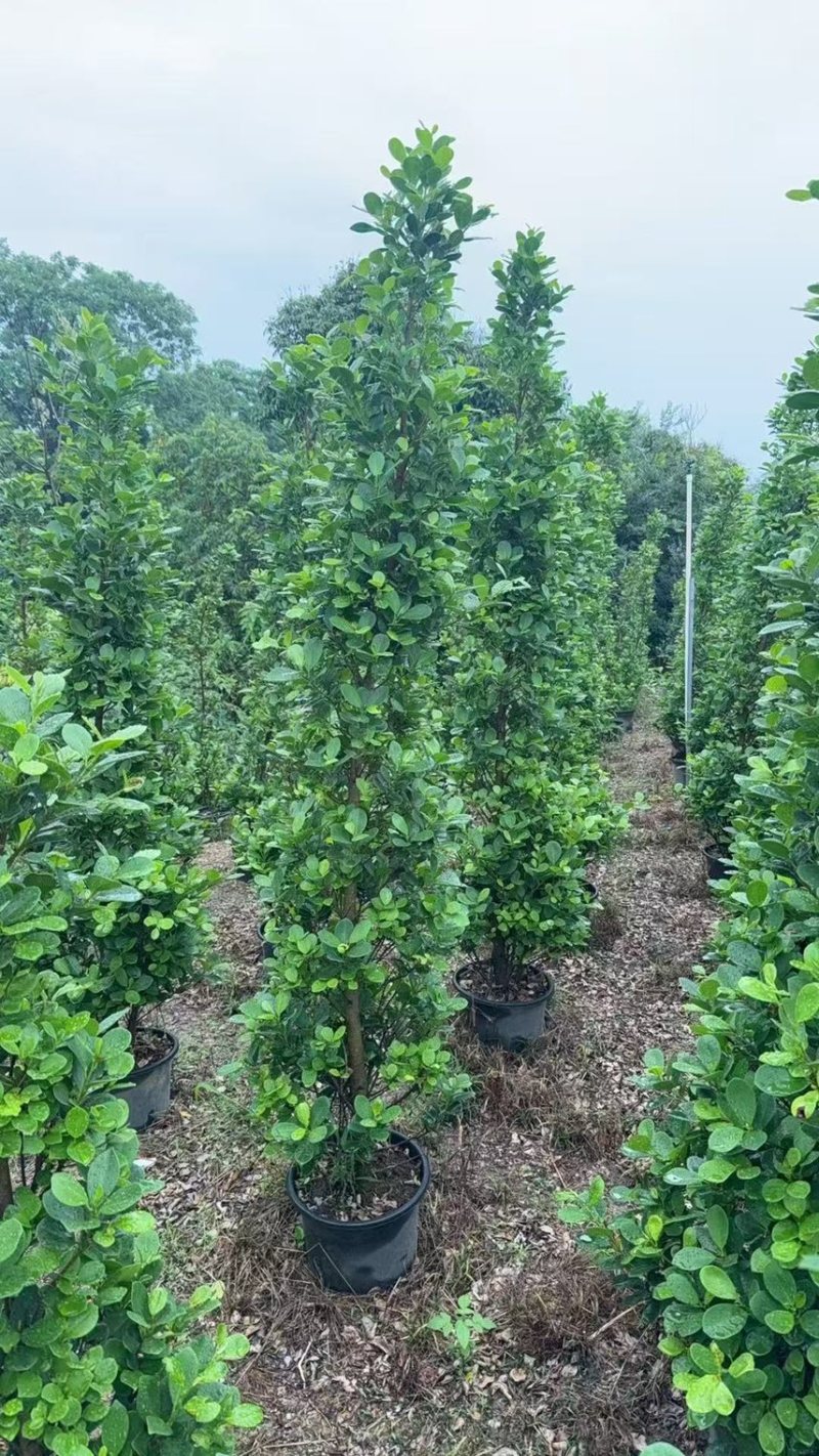 火山榕1.2-1.5-1.8米