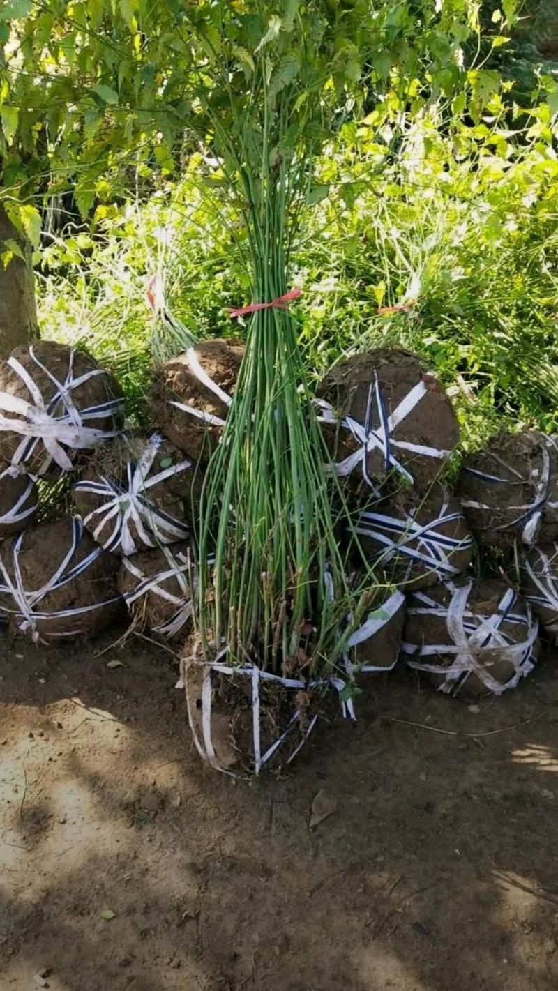 基地大量出售冠幅30-120厘米迎春