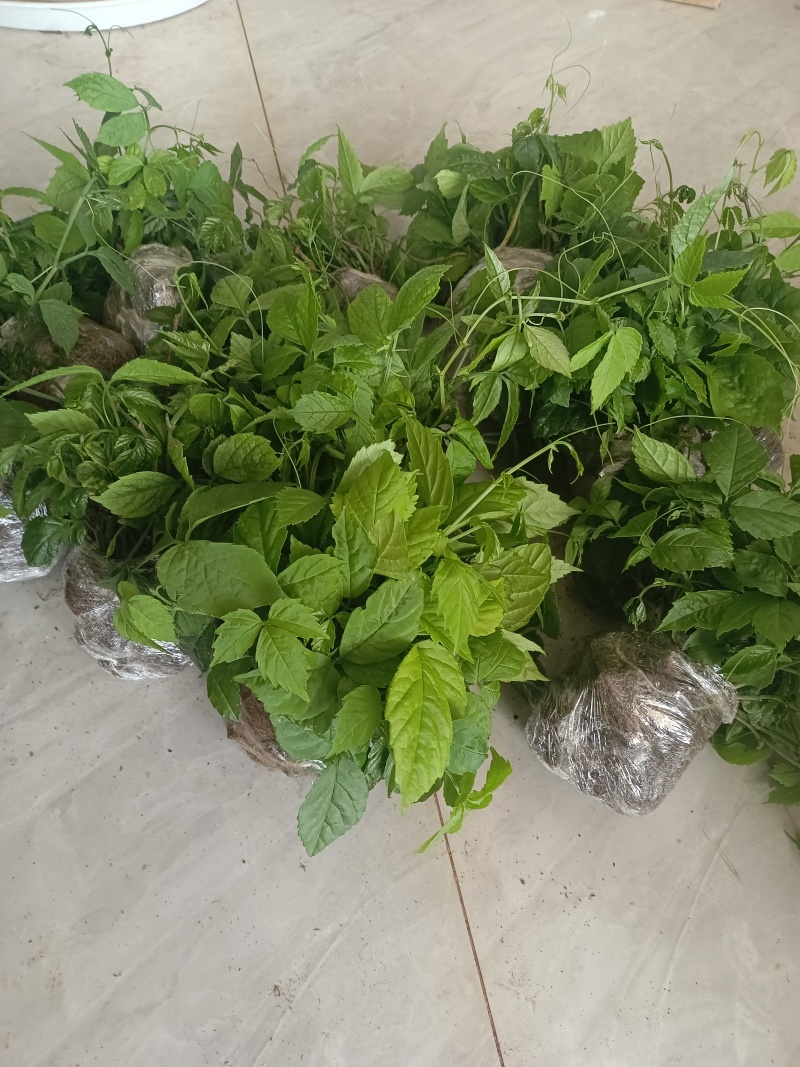 《三叶青》产地直发，品质保证，量大价优