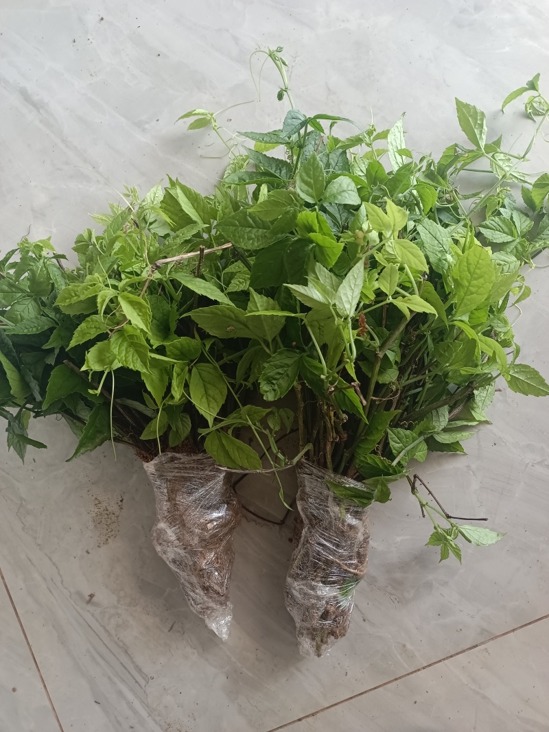 《三叶青》产地直发，品质保证，量大价优
