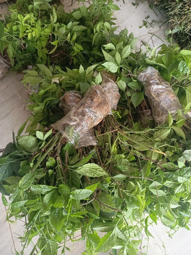 《三叶青》产地直发，品质保证，量大价优