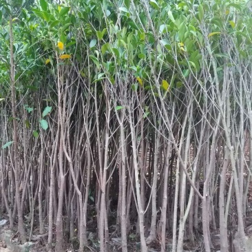 榕树小叶榕树苗四季常青独木成林风景树室内外苗木庭院园林绿