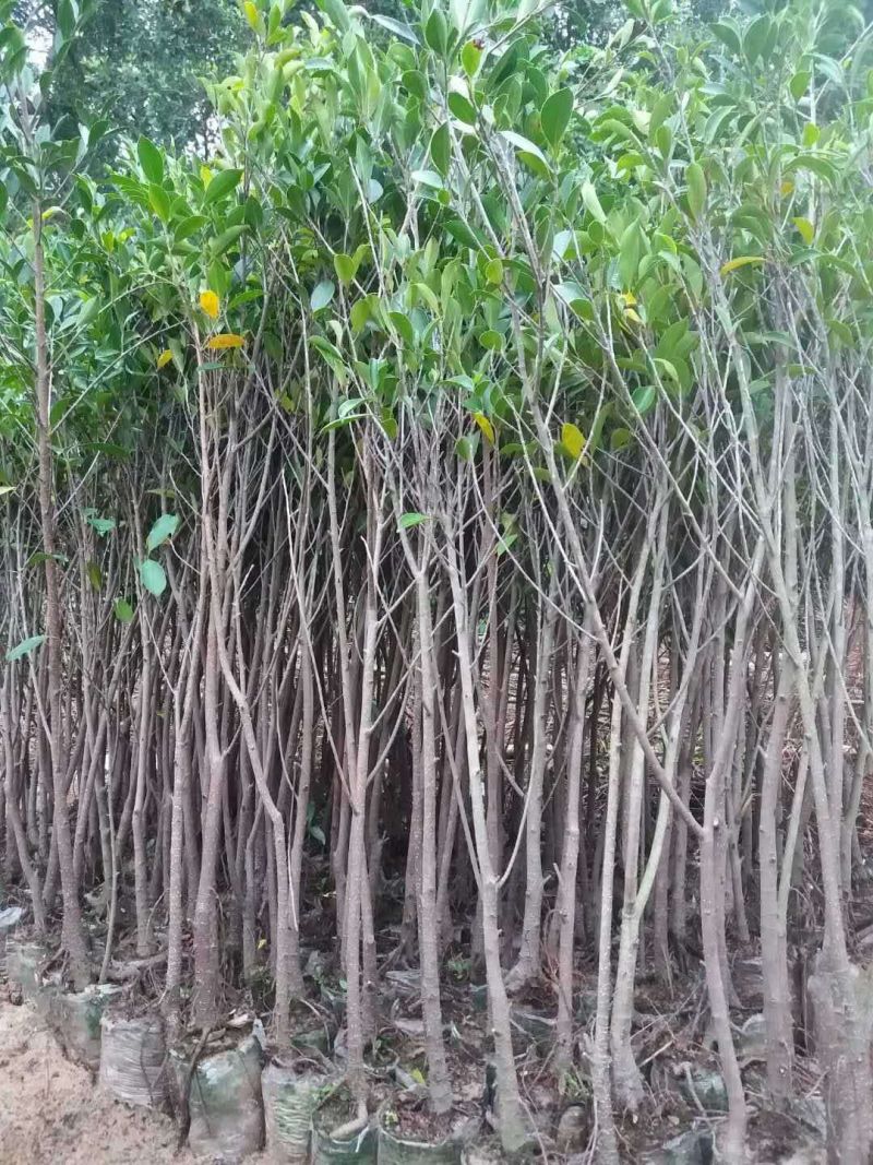 榕树小叶榕树苗四季常青独木成林风景树室内外苗木庭院园林绿
