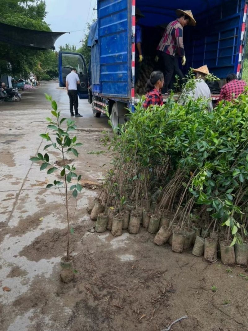 榕树小叶榕树苗四季常青独木成林风景树室内外苗木庭院园林绿