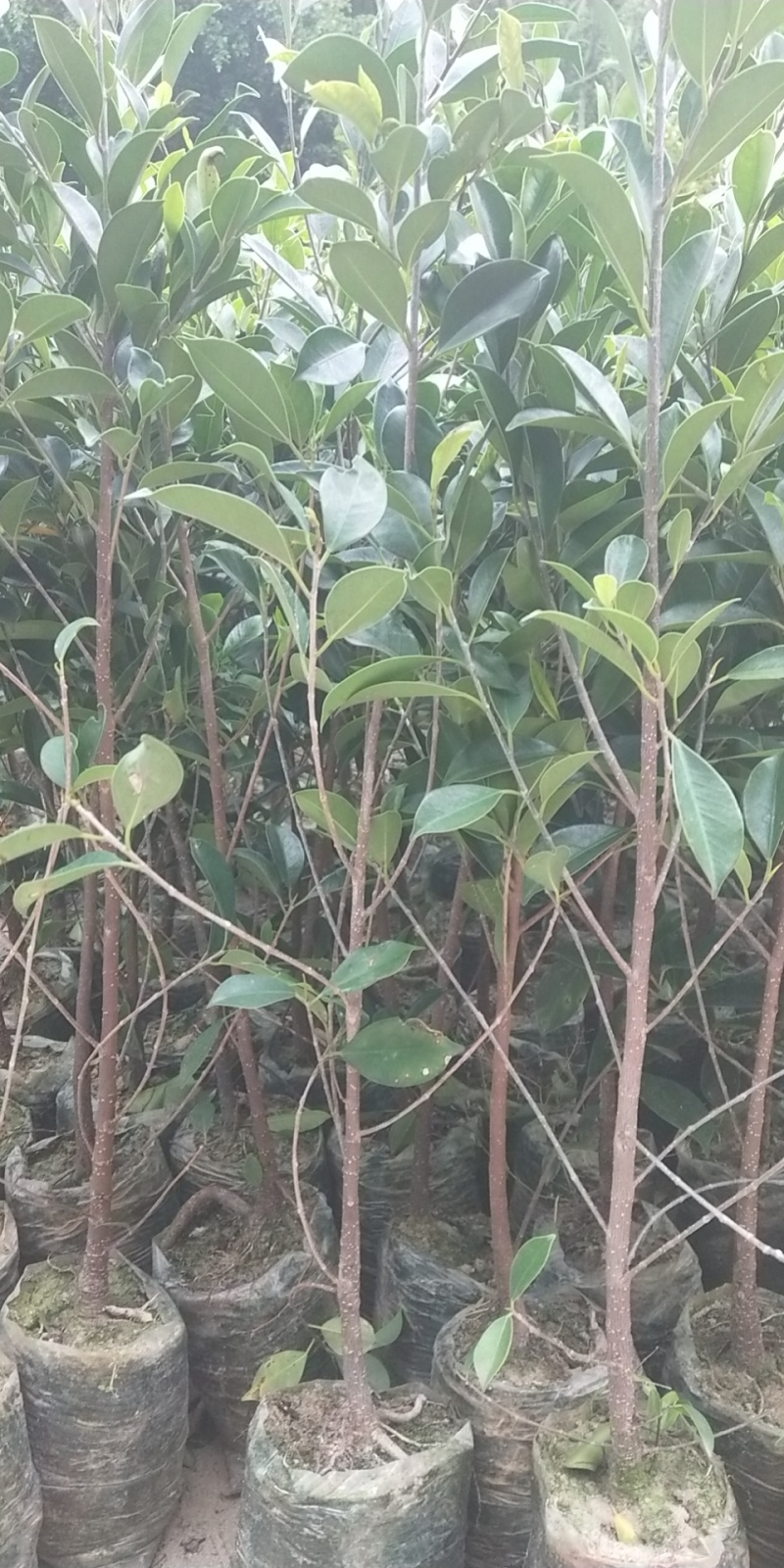 榕树小叶榕树苗四季常青独木成林风景树室内外苗木庭院园林绿