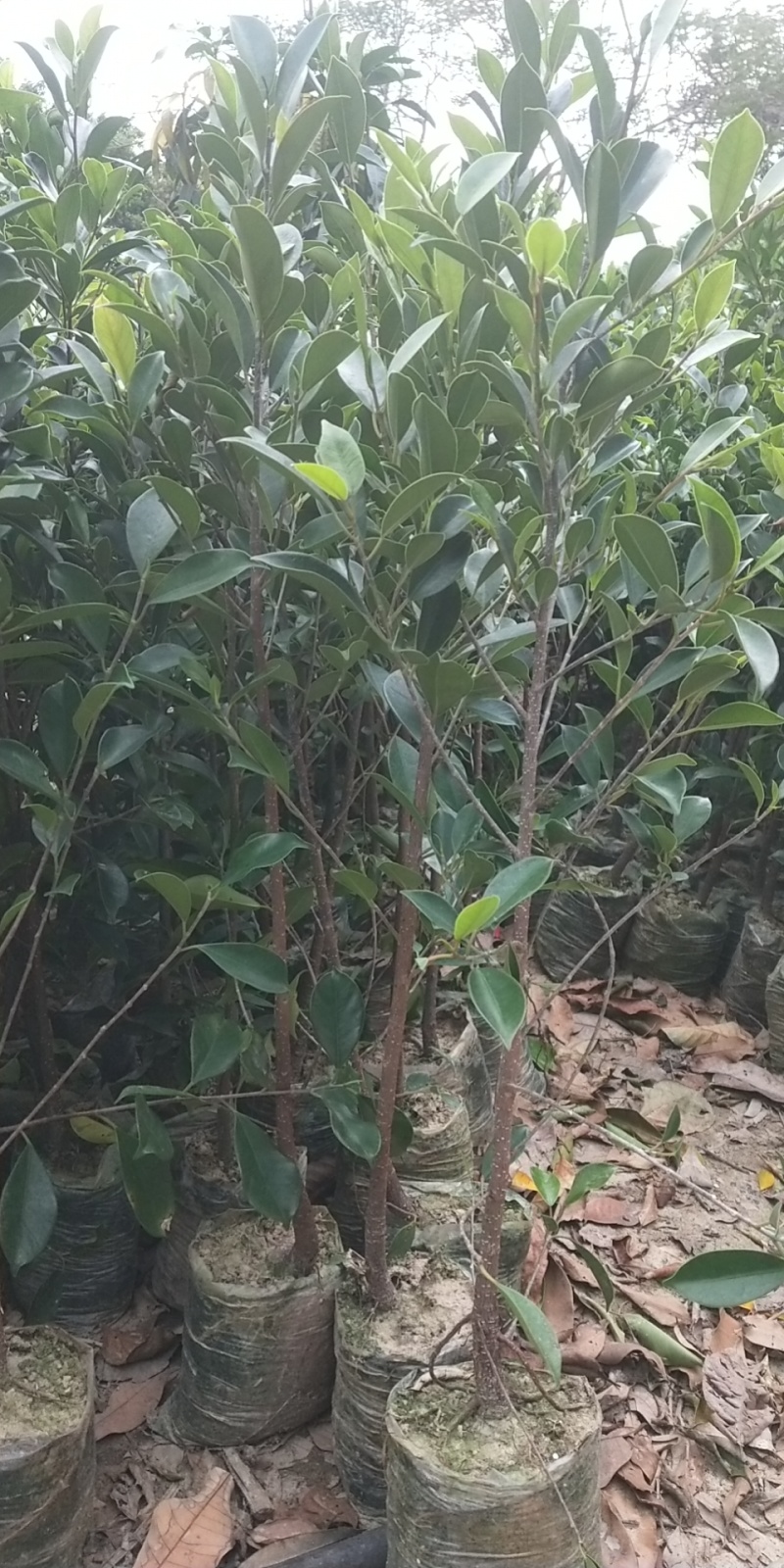 榕树小叶榕树苗四季常青独木成林风景树室内外苗木庭院园林绿