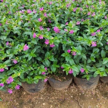 精品带花满天星盆栽带花苞花卉好养四季开花阳台客厅庭院室内
