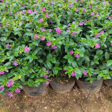 精品带花满天星盆栽带花苞花卉好养四季开花阳台客厅庭院室内