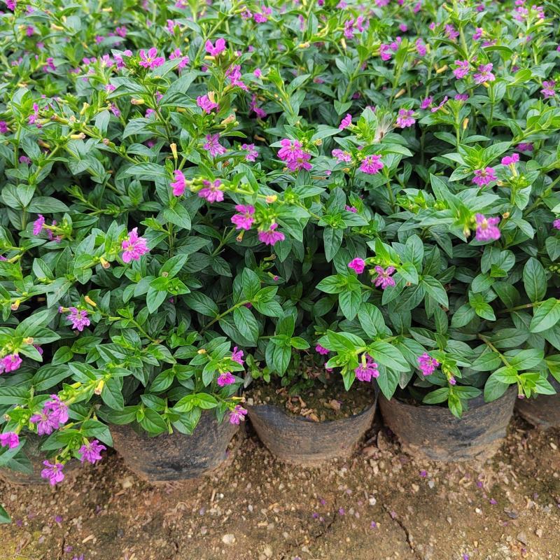 精品带花满天星盆栽带花苞花卉好养四季开花阳台客厅庭院室内
