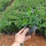 精品带花满天星盆栽带花苞花卉好养四季开花阳台客厅庭院室内