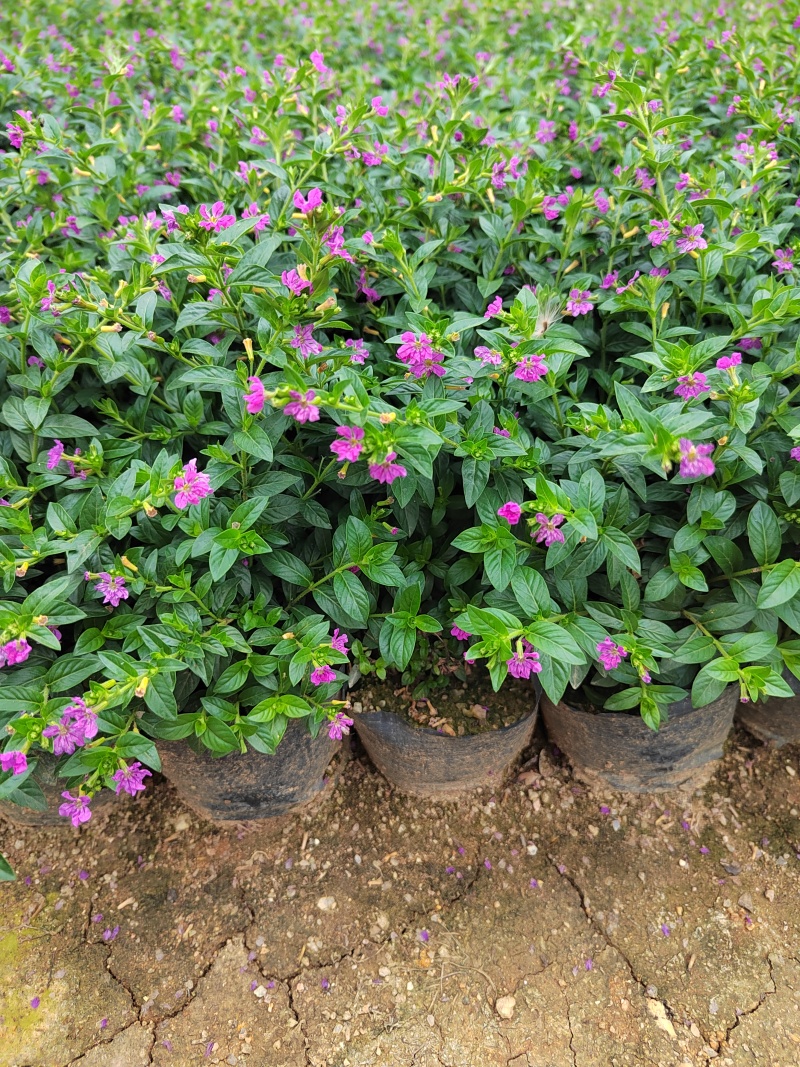 精品带花满天星盆栽带花苞花卉好养四季开花阳台客厅庭院室内
