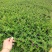 精品带花满天星盆栽带花苞花卉好养四季开花阳台客厅庭院室内