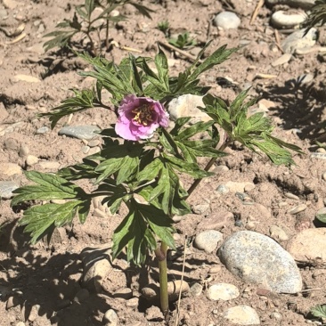野芍药根