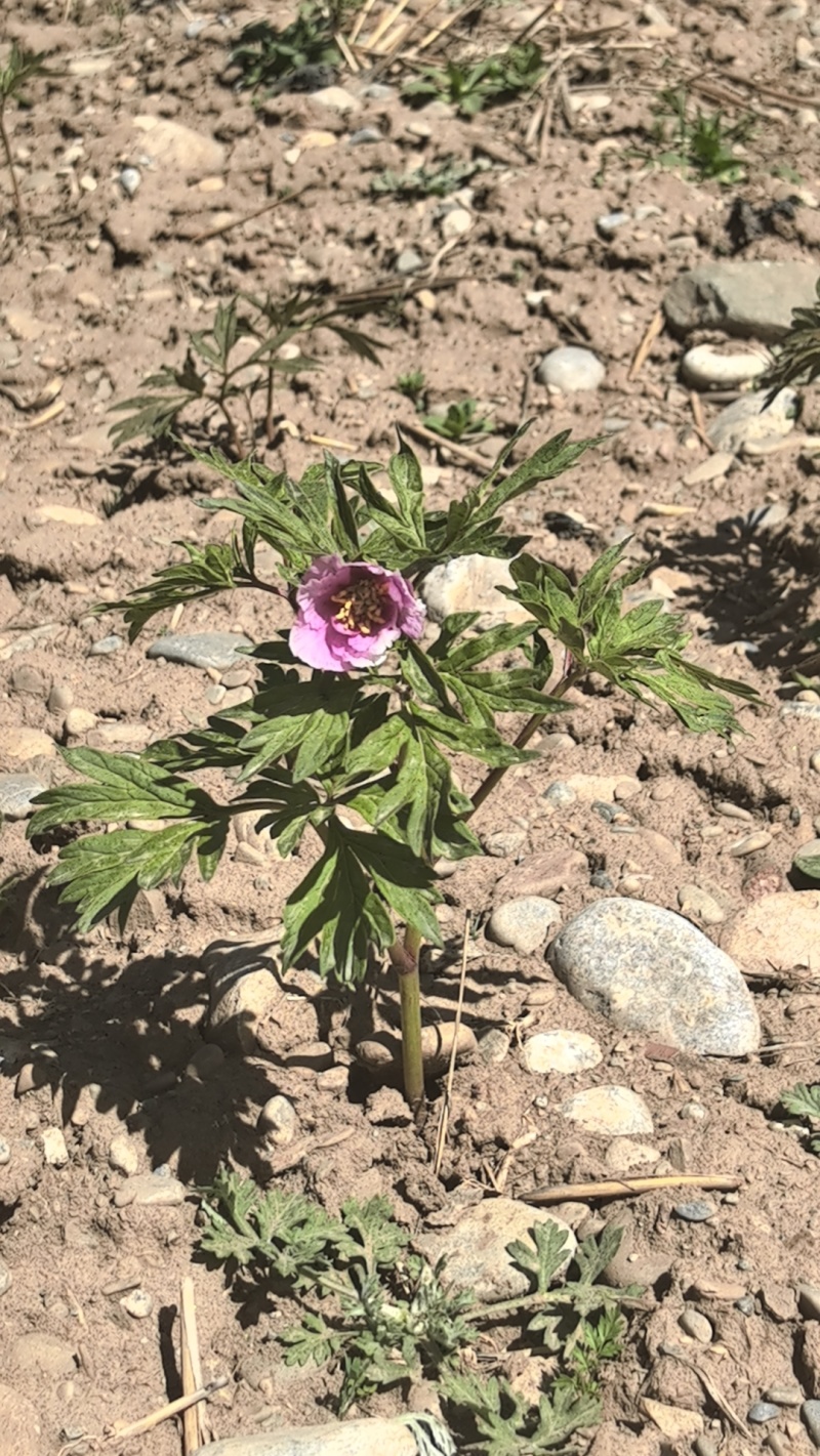 野芍药根