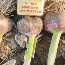 大蒜