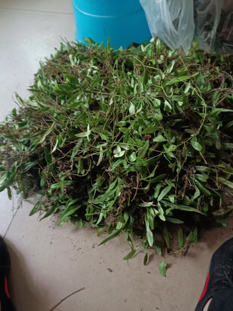 抱石莲