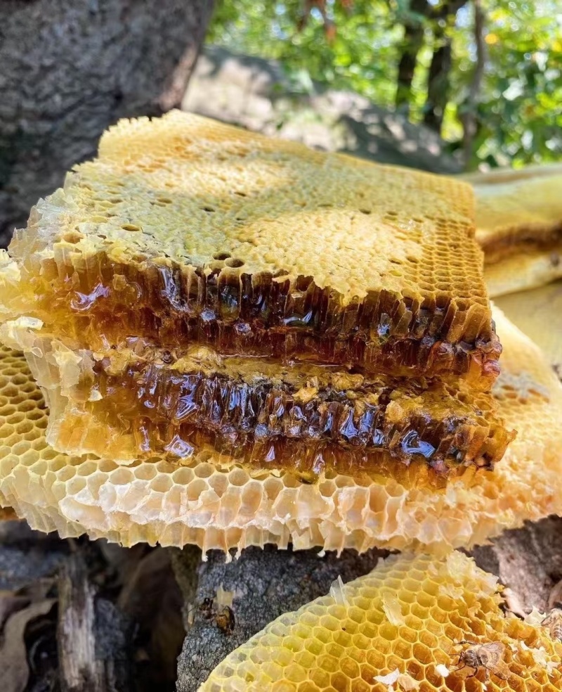野蜂蜜，诚信经营量大从优，视频看货，致电联系