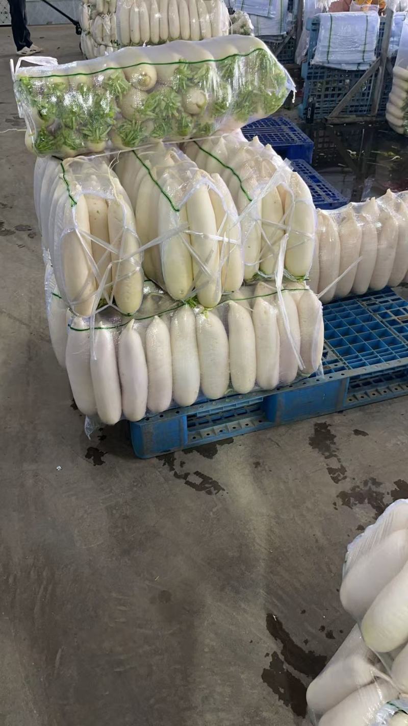 白萝卜