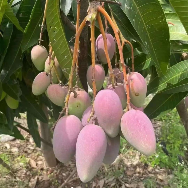 云南，金凤凰，台农，一手芒果，代办
