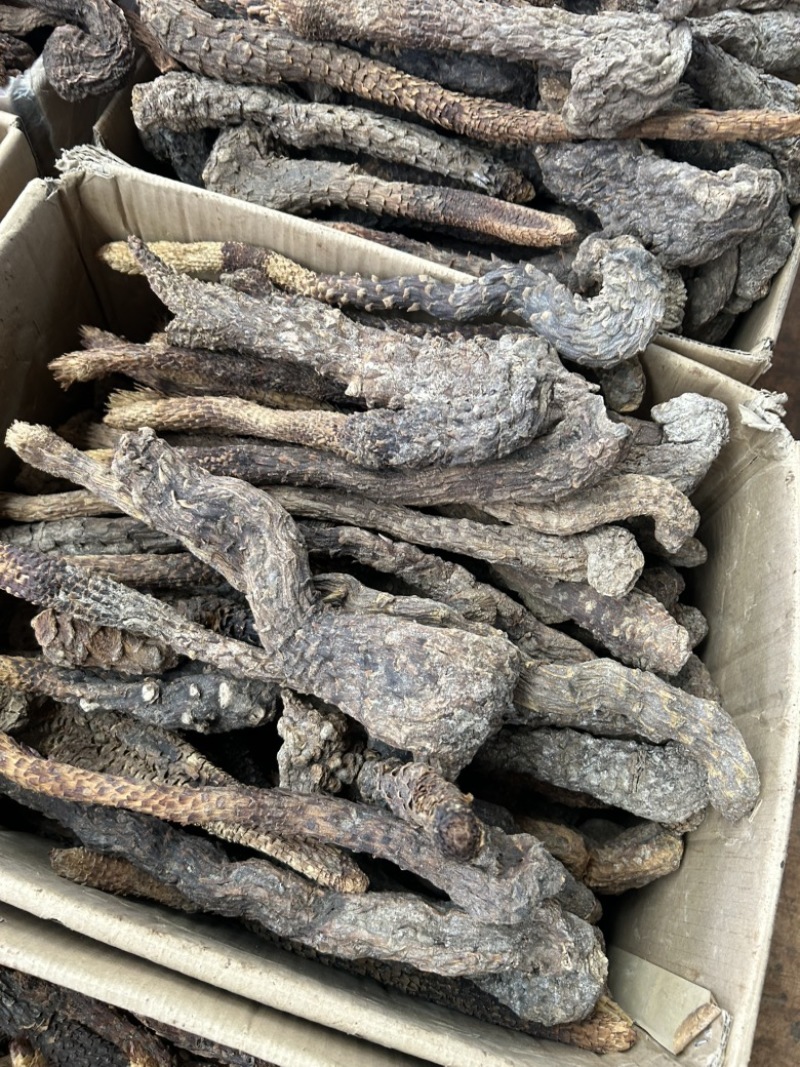 肉苁蓉沙漠肉苁蓉，优选沙漠肉苁蓉
