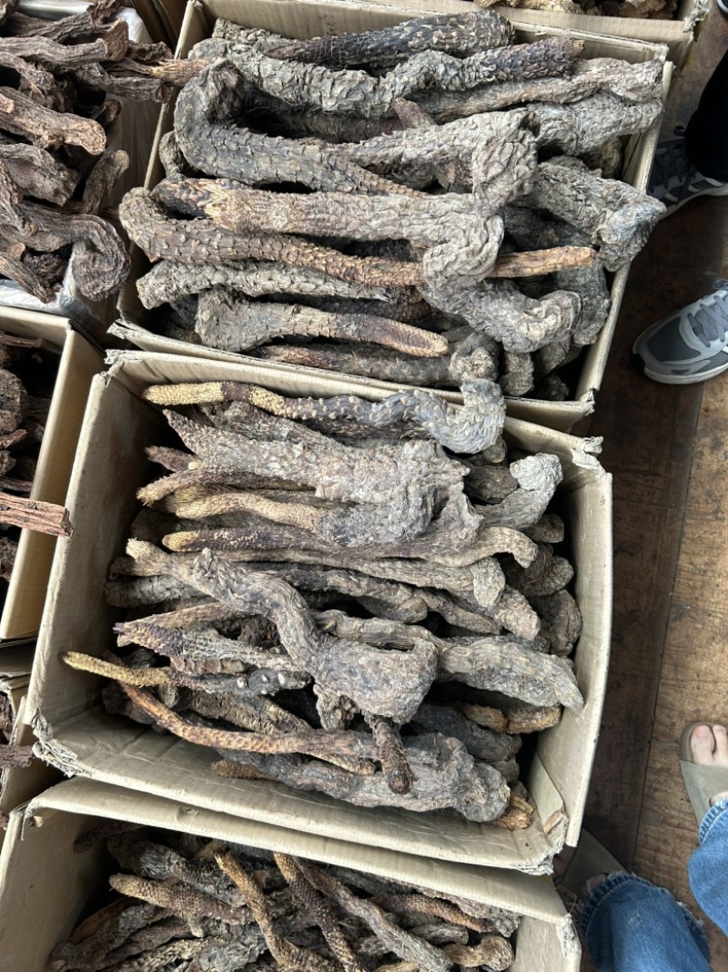 肉苁蓉沙漠肉苁蓉，优选沙漠肉苁蓉