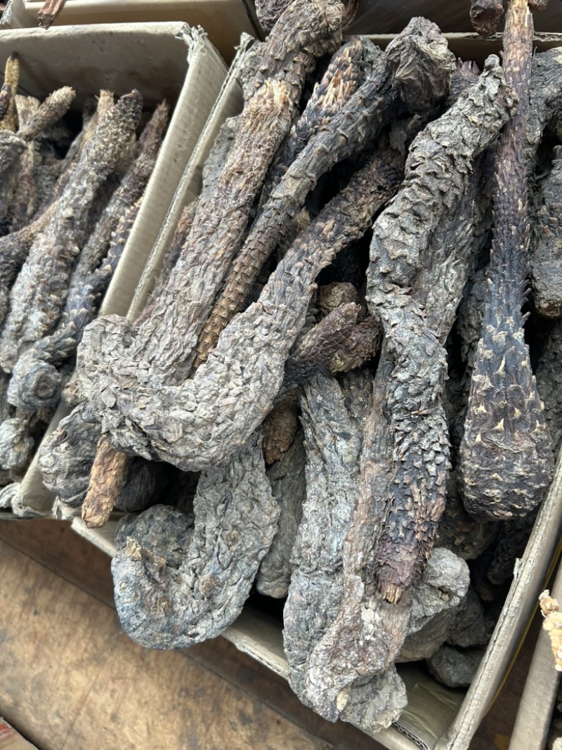 肉苁蓉沙漠肉苁蓉，优选沙漠肉苁蓉