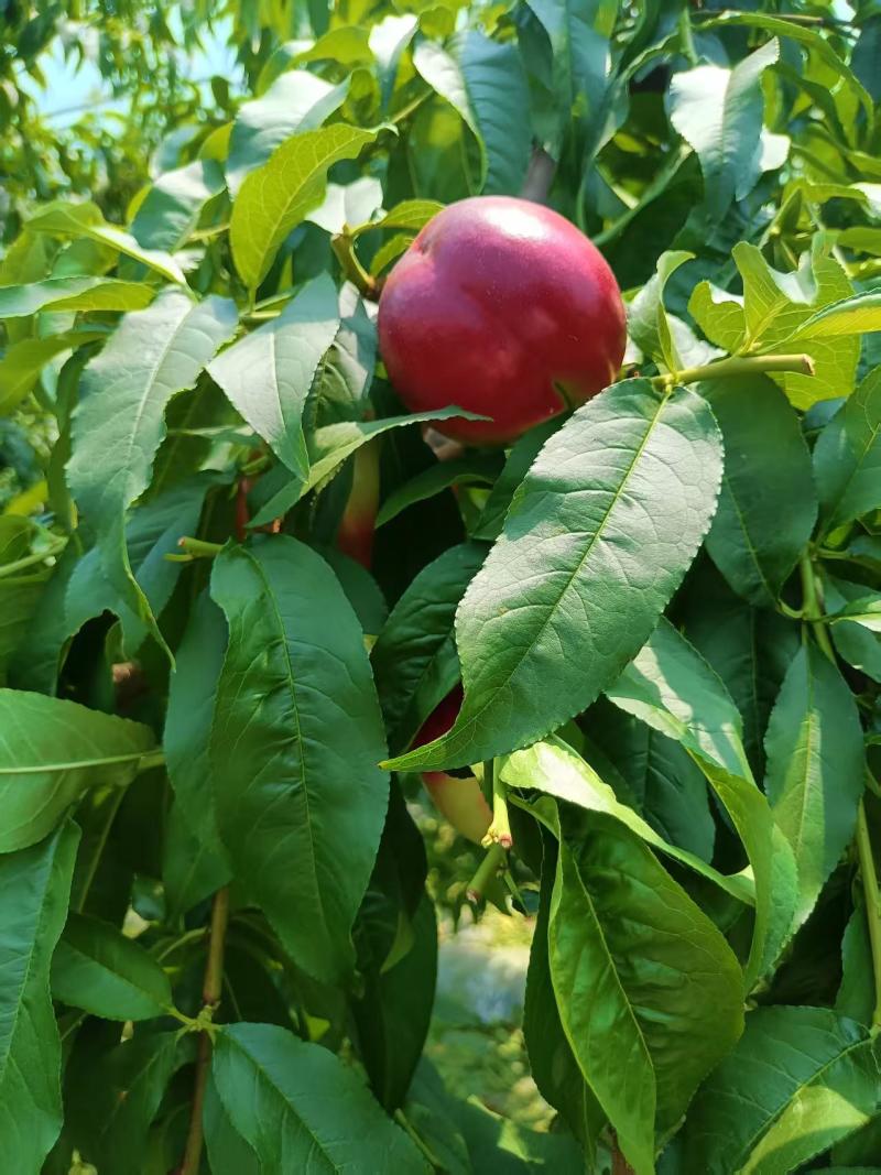 陕西油桃/中油油桃/中油18/中油20/全国供应/市场