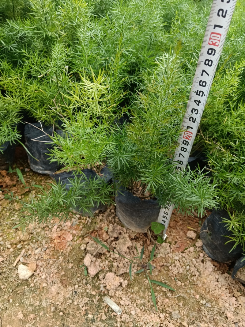 金钱松盆栽室内植物钱串子招财客厅办公室绿植花卉吸甲醛长寿