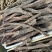 锁阳沙漠锁阳大货供应