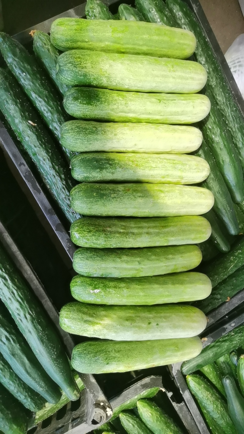 新苗燕白黄瓜