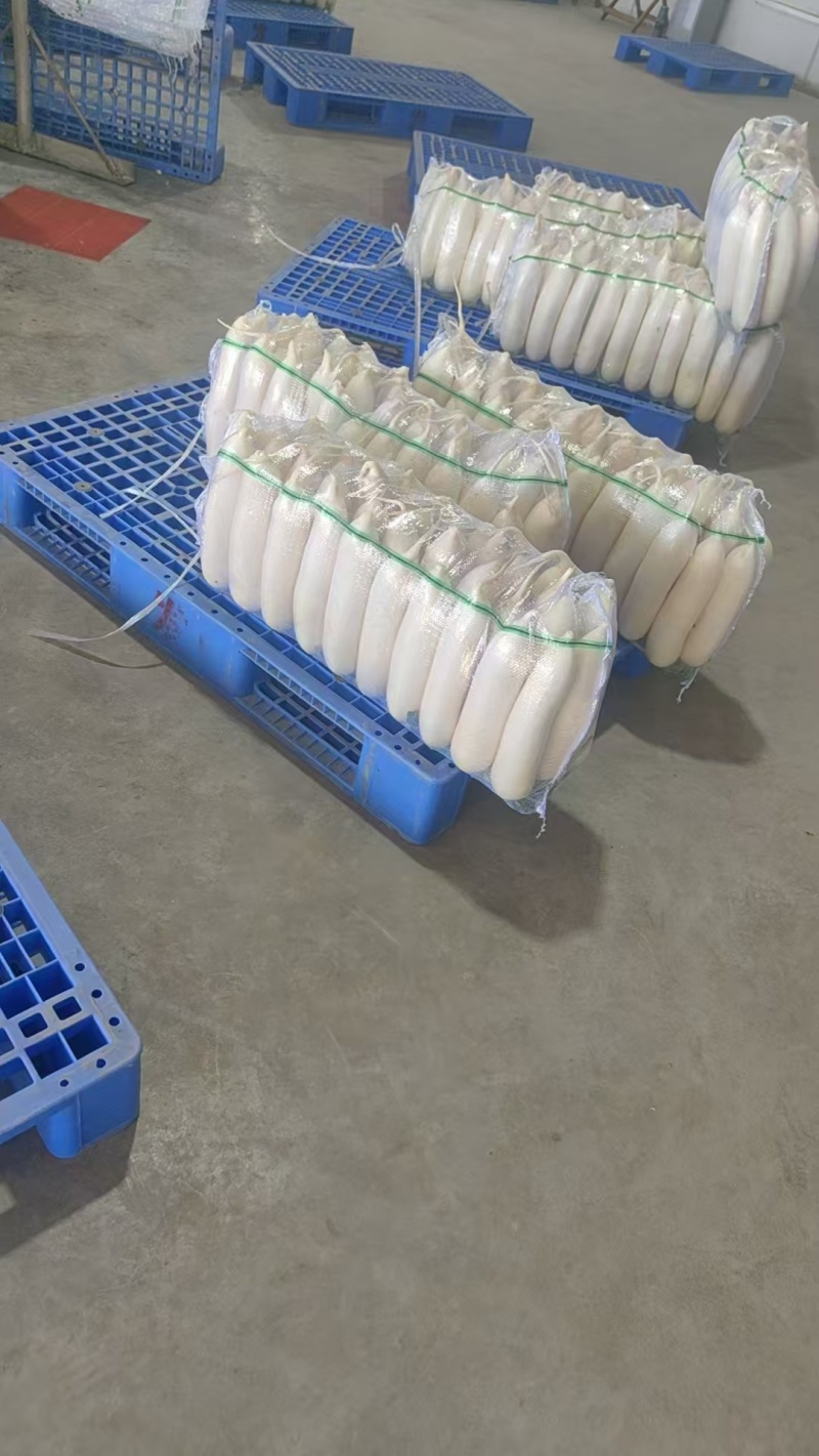 白萝卜