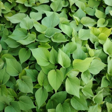 秦薯五号红薯苗