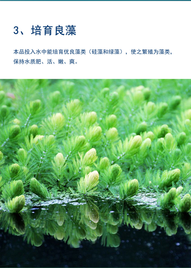一塘好肥水产养殖用鱼塘鱼虾蟹肥水培藻补碳复合藻种氨基酸