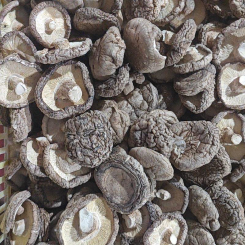 干香菇大号肉厚根短