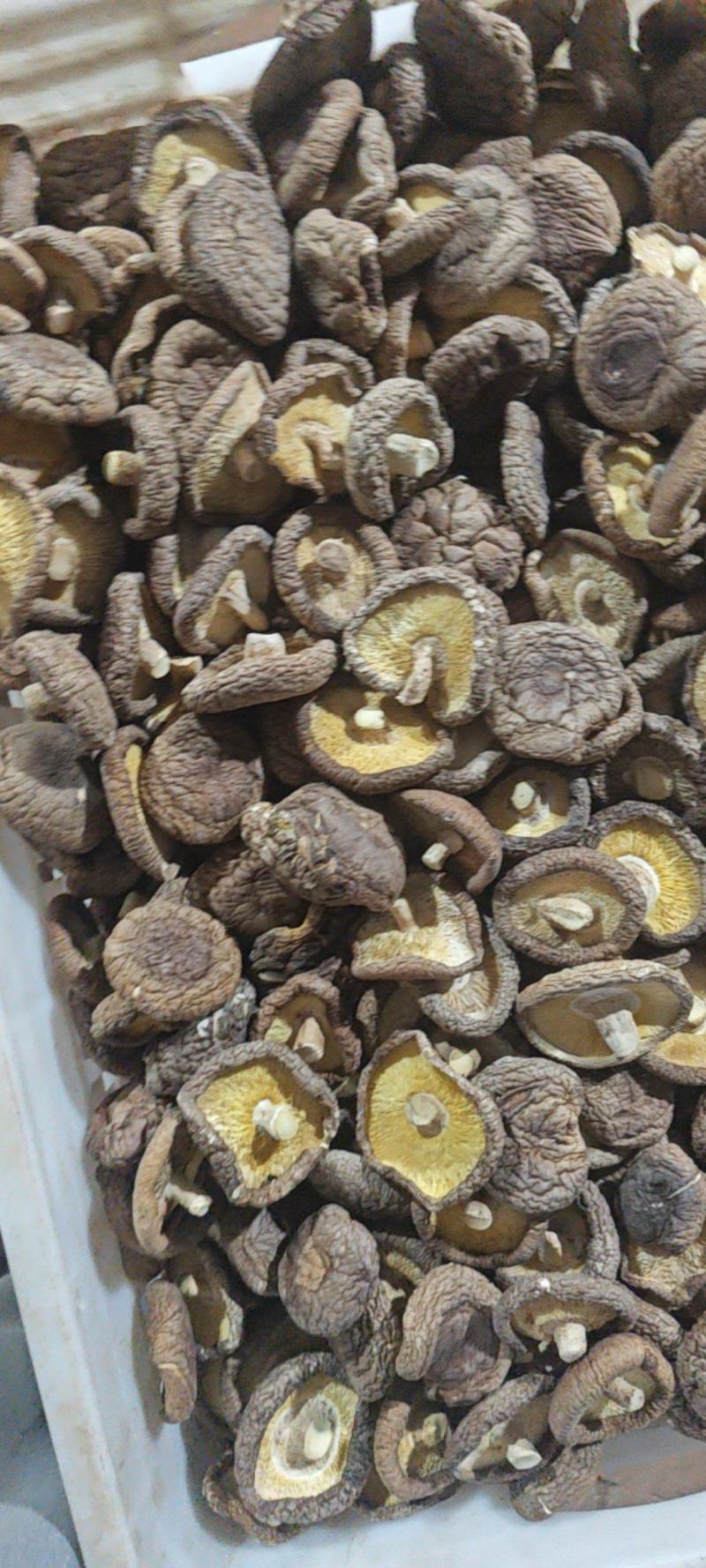 干香菇大号肉厚根短