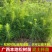 优质湿地松苗木货源充足，大小规格，大量出售，全国发货。，