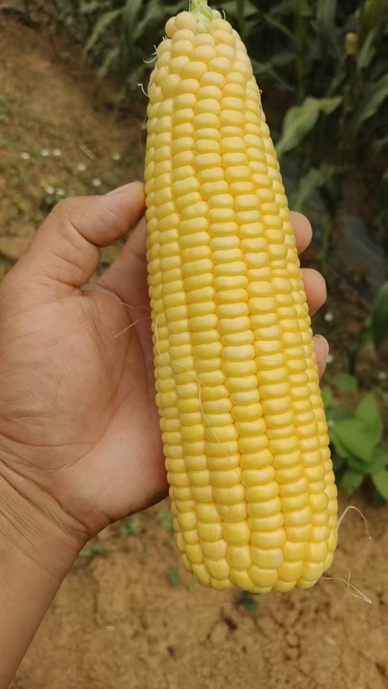 鲜玉米
