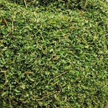 相思茶炒香的甜茶泡水香香
