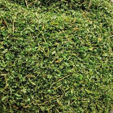 相思茶炒香的甜茶泡水香香