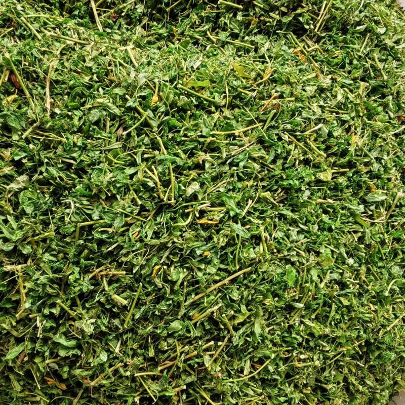 相思茶炒香的甜茶泡水香香