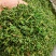 相思茶炒香的甜茶泡水香香