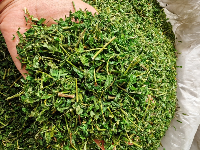 相思茶炒香的甜茶泡水香香