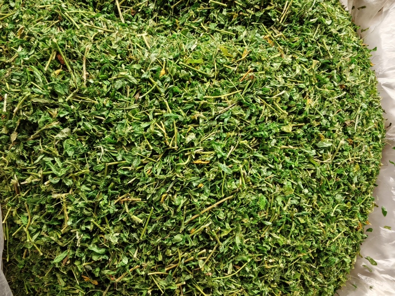 相思茶炒香的甜茶泡水香香