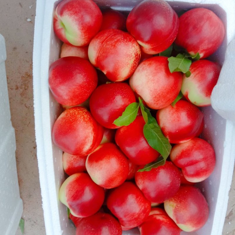 中油4中油5安徽沙地红油桃黄心油桃商超电商代发全国