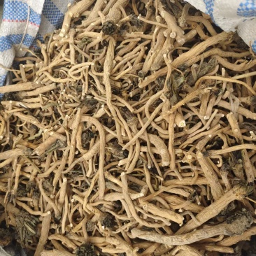 新疆优质板蓝根。产地整车直发