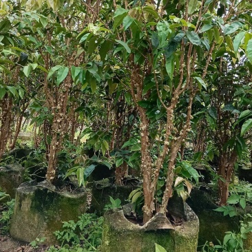 嘉宝果树葡萄四季嘉宝果葡萄树苗艾斯嘉宝果艾斯卡可种植庭院