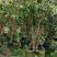 嘉宝果树葡萄四季嘉宝果葡萄树苗艾斯嘉宝果艾斯卡可种植庭院