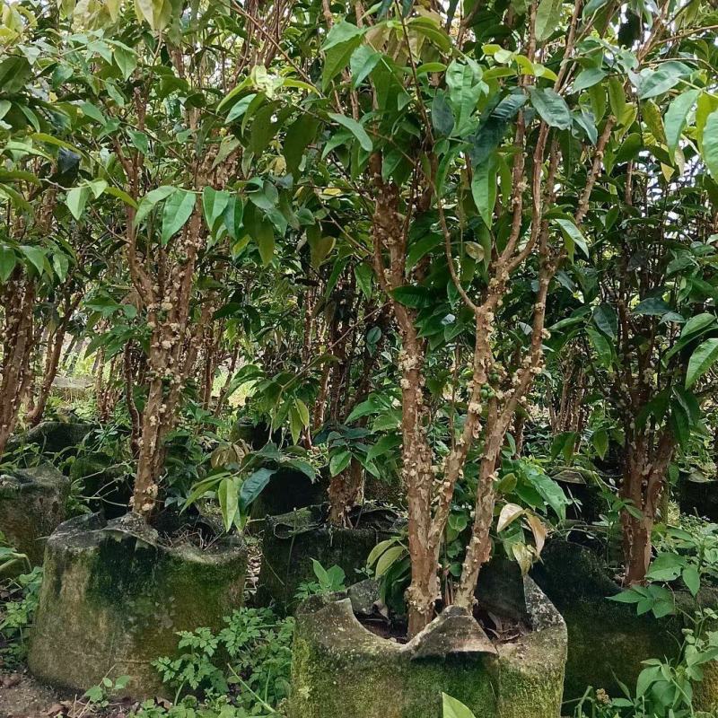 嘉宝果树葡萄四季嘉宝果葡萄树苗艾斯嘉宝果艾斯卡可种植庭院