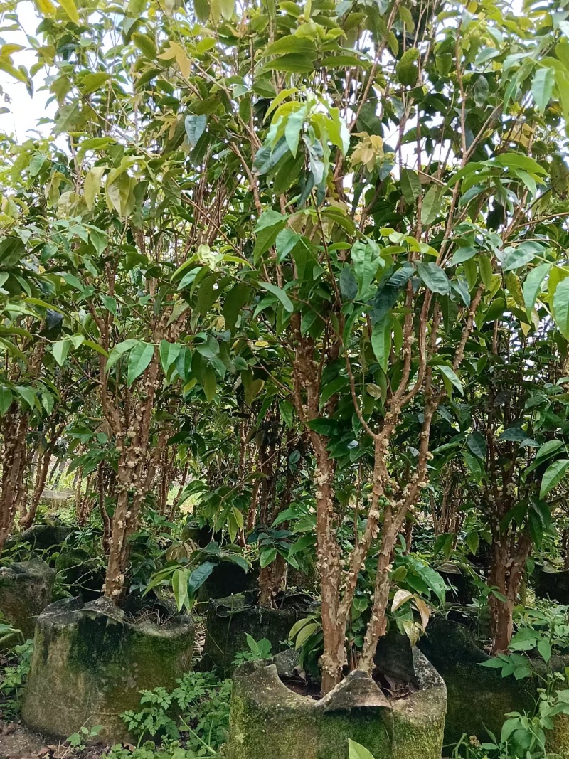 嘉宝果树葡萄四季嘉宝果葡萄树苗艾斯嘉宝果艾斯卡可种植庭院