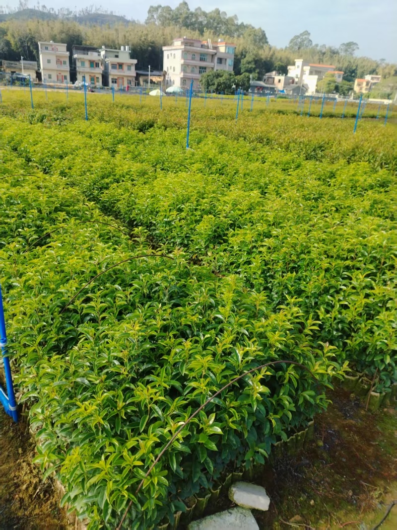 【官方旗舰店】铁冬青/广东精选铁冬青，根系发达成活率高